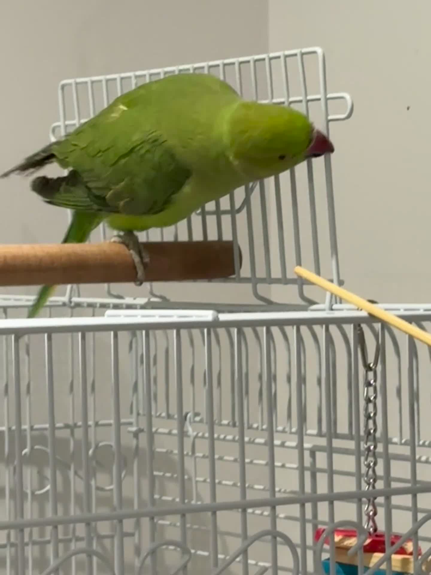 Ringnecks birds for sale: Young Green Ringneck Parakeet  - Video 1