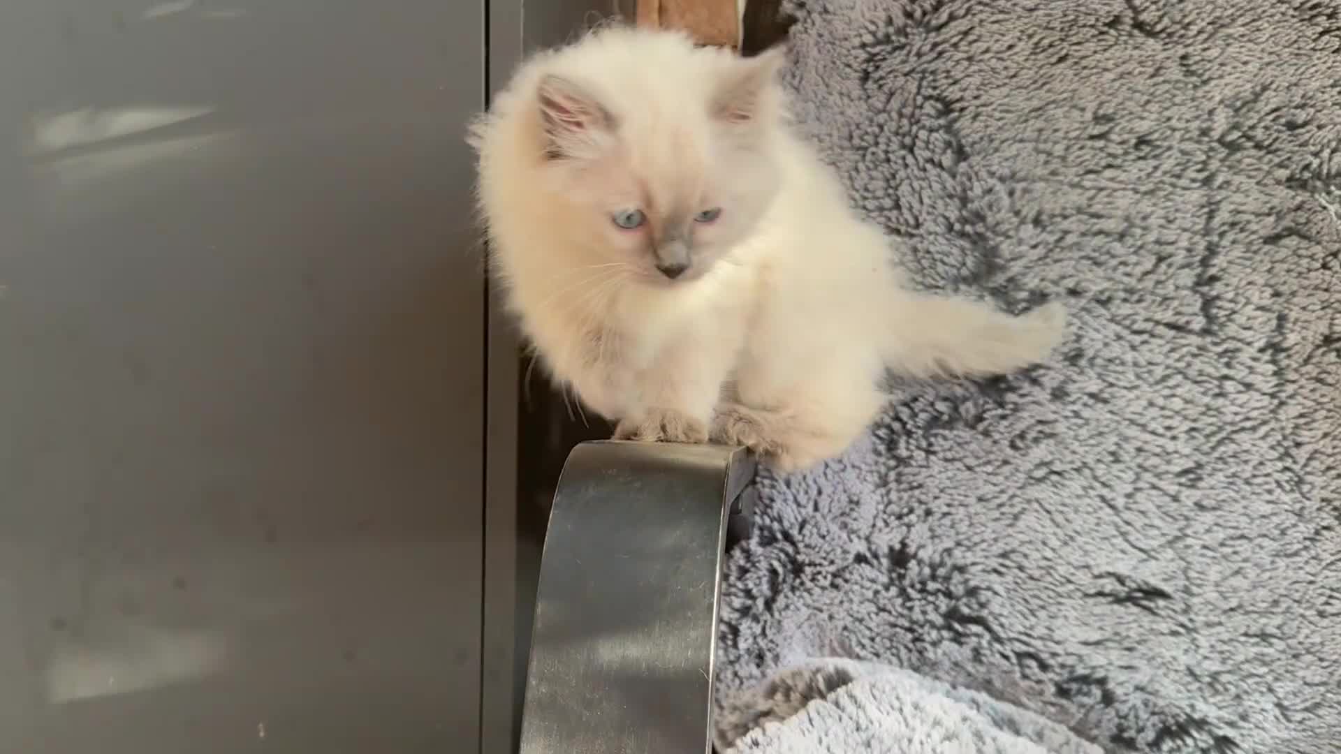 Ragdoll cats for sale: 🤍 Exceptional TICA Registered Ragdoll Girls - Video 1