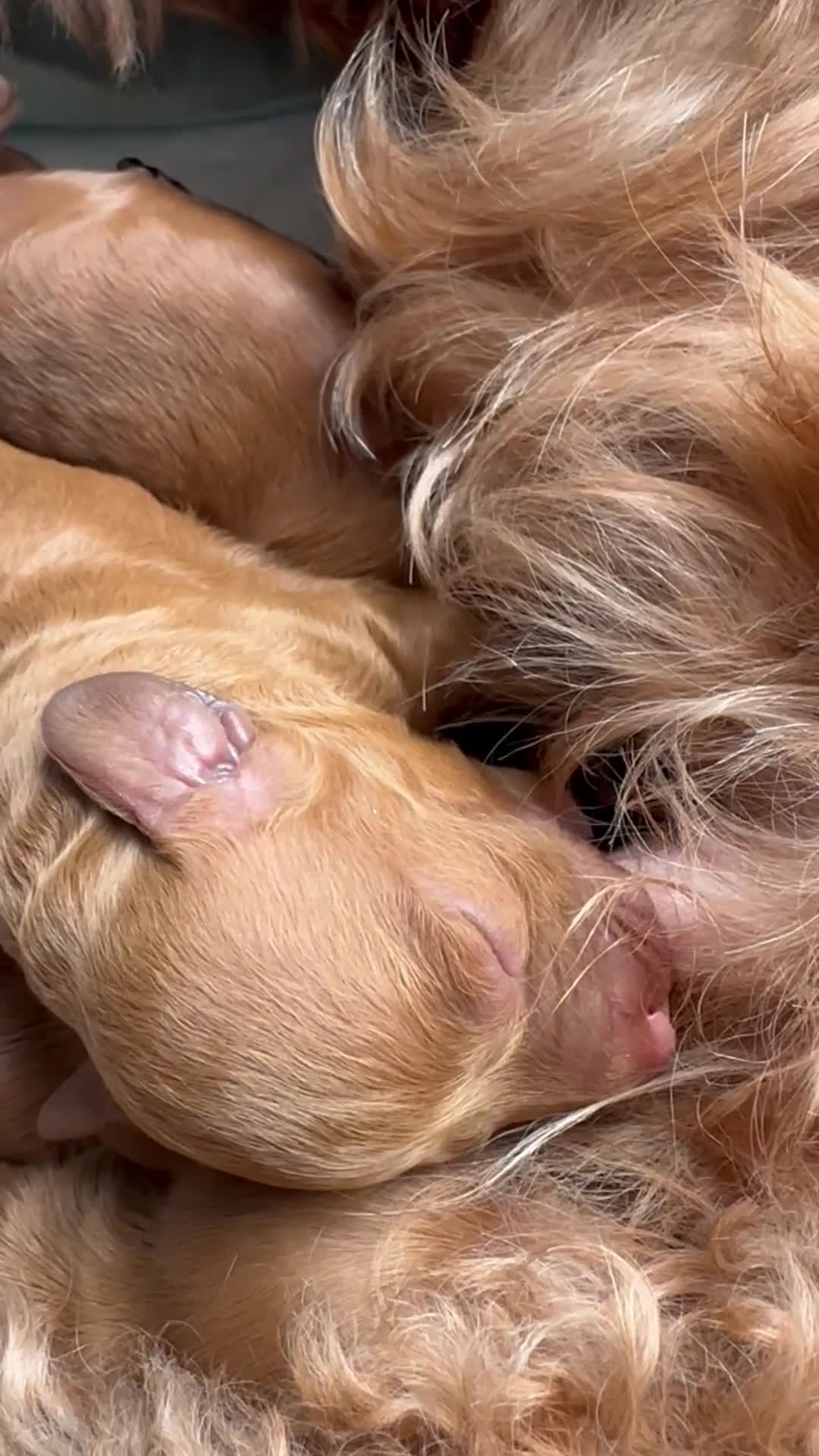 Cockapoo dogs for sale: 2 left Fox Red Stunning F2 Cockapoo  - Video 4