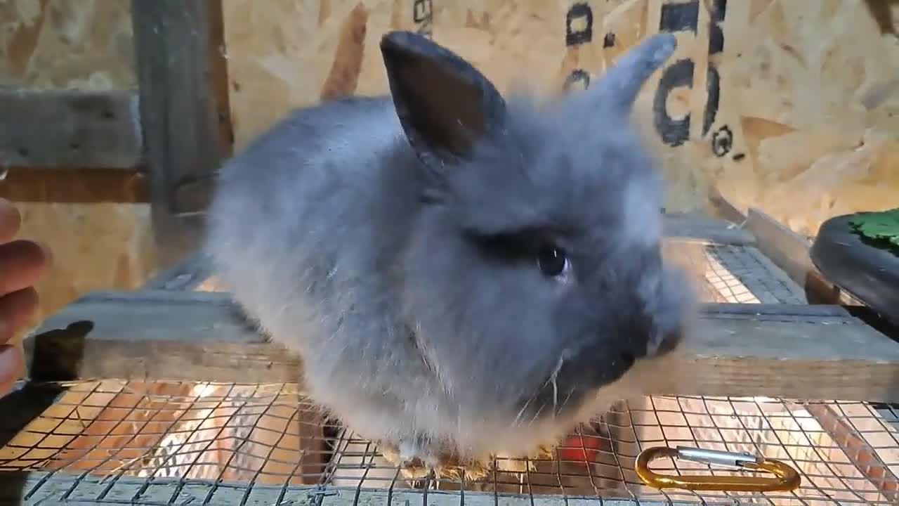 Mixed Breed rabbits for sale: Lion head cross with New zealand white - Video 1