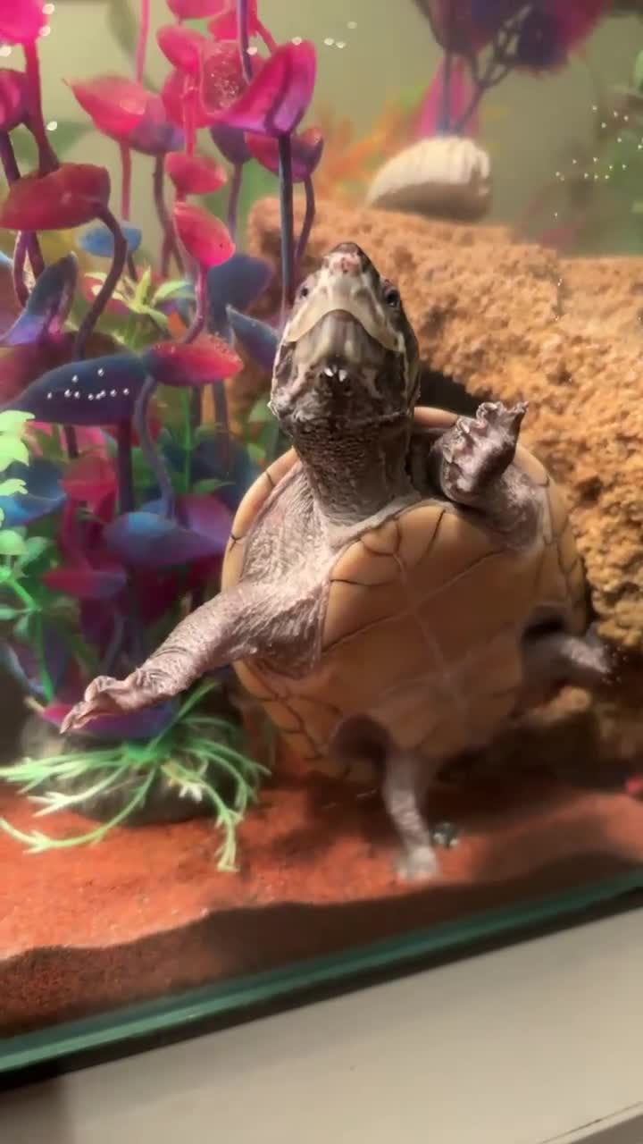 Turtle reptiles for sale: Musk Turtles 5 years old - Video 2