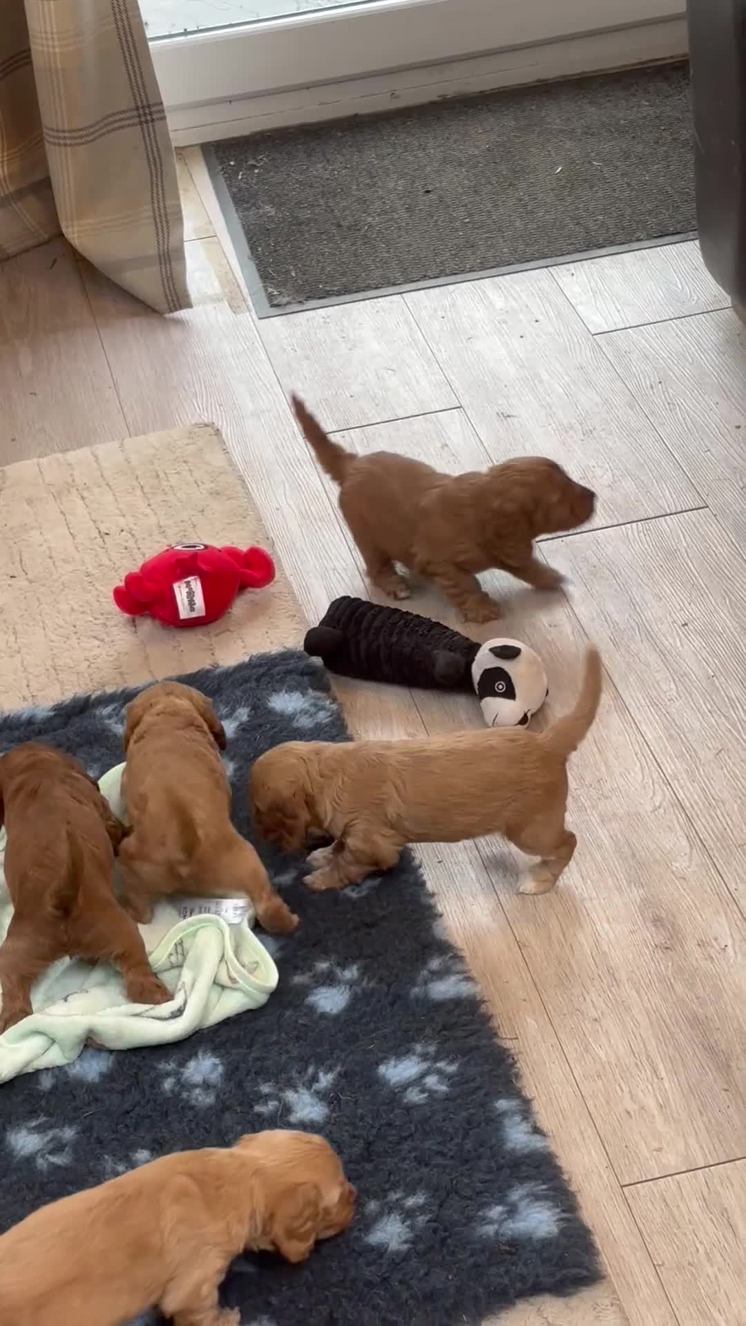 Cockapoo dogs for sale: F1 Cockapoo puppies - Video 1