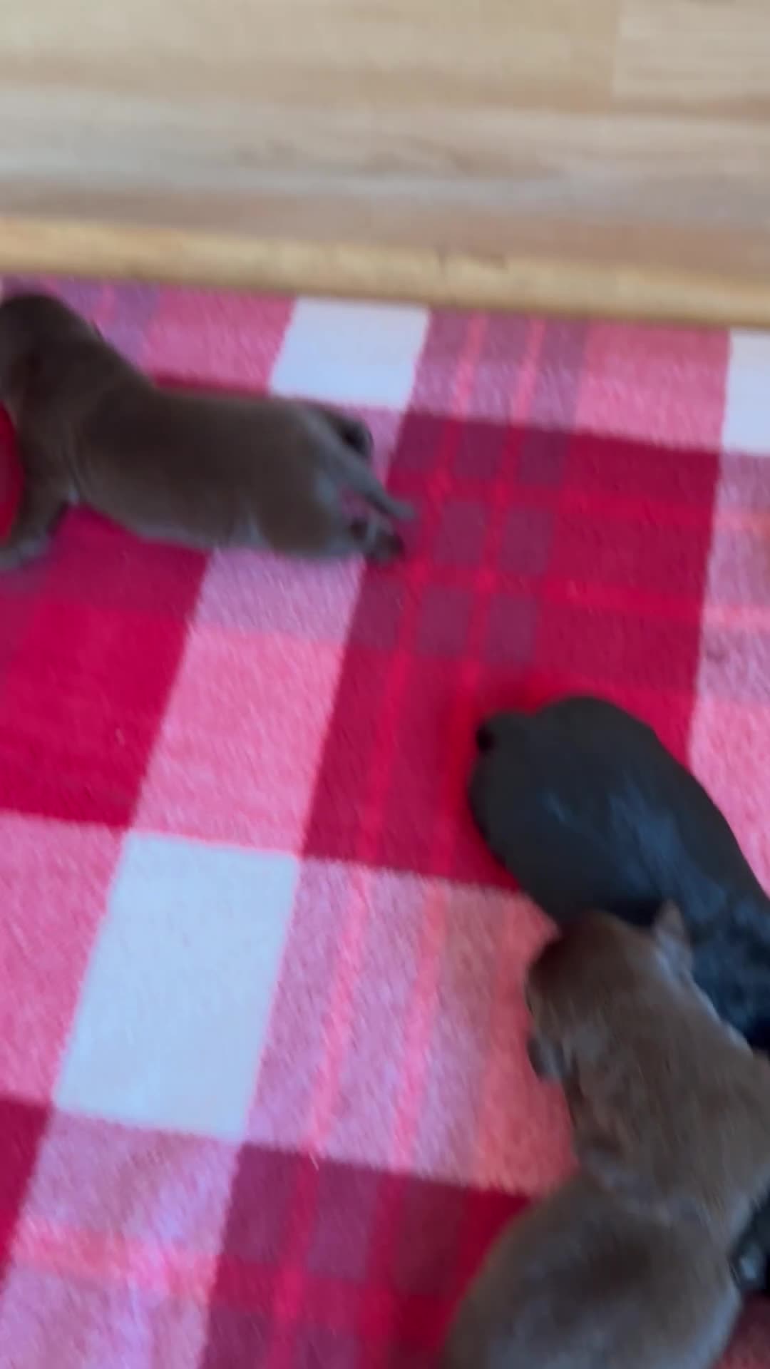Labrador Retriever dogs for sale: Stunning Labrador Puppies K.C. Reg - Video 1