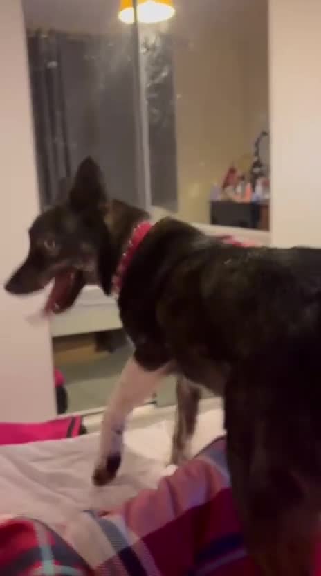 Mixed Breed dogs for adoption: ❤️VIKA – A Gentle Soul with Eyes of Two Worlds❤️ - Video 1