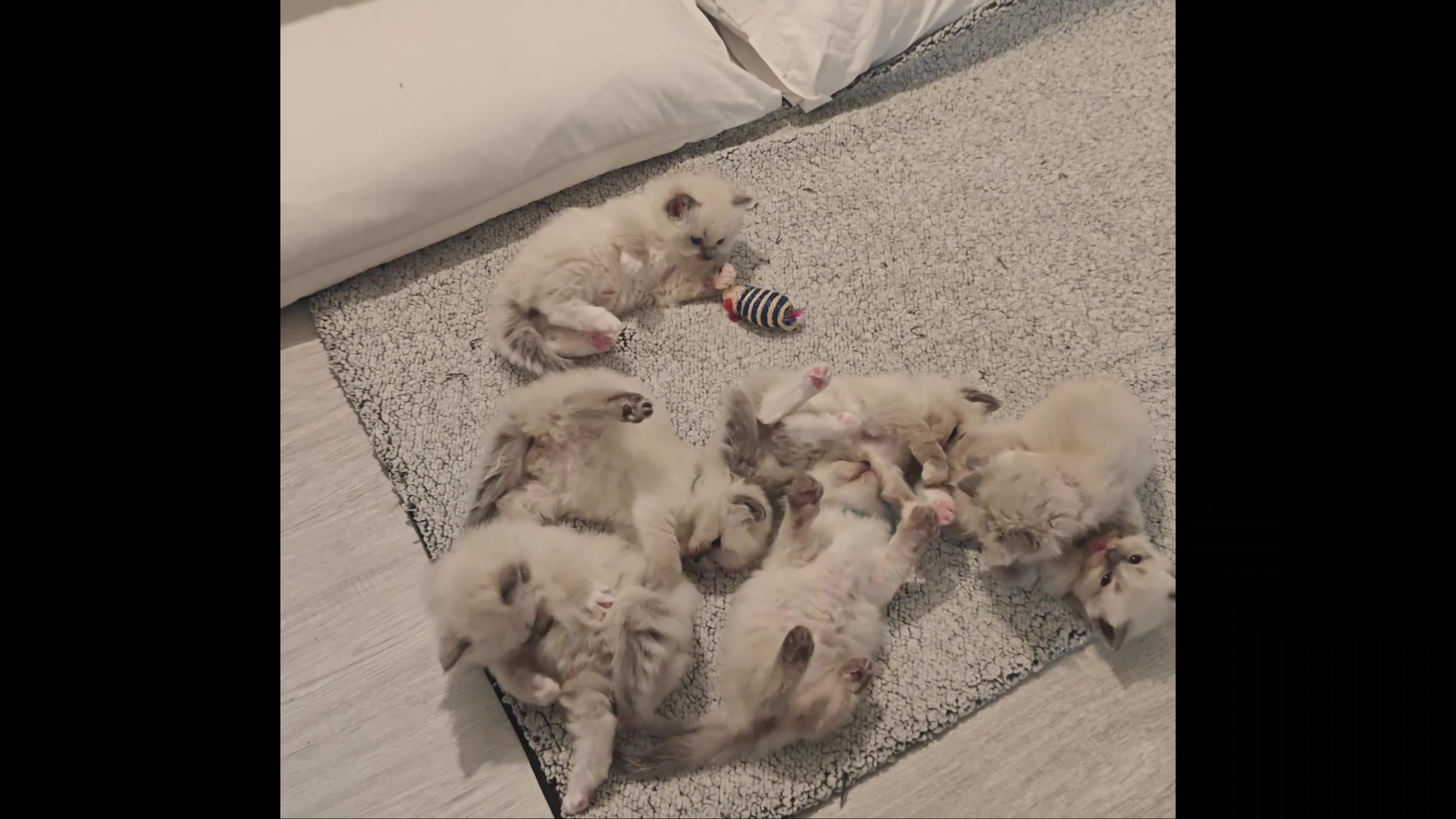 Ragdoll cats for sale: My stunning Ragdoll kittens - Video 2