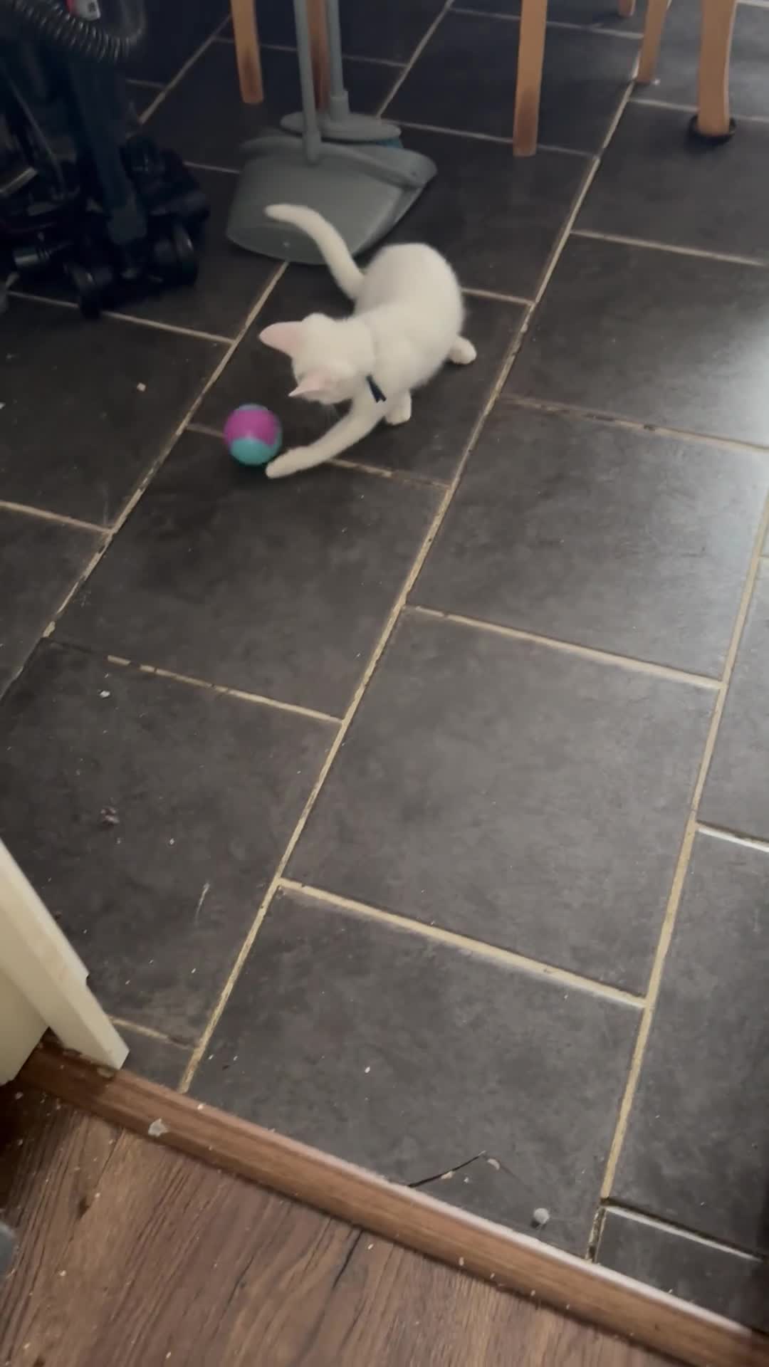 Maine Coon cats for sale: Mainecoon x  - Video 2
