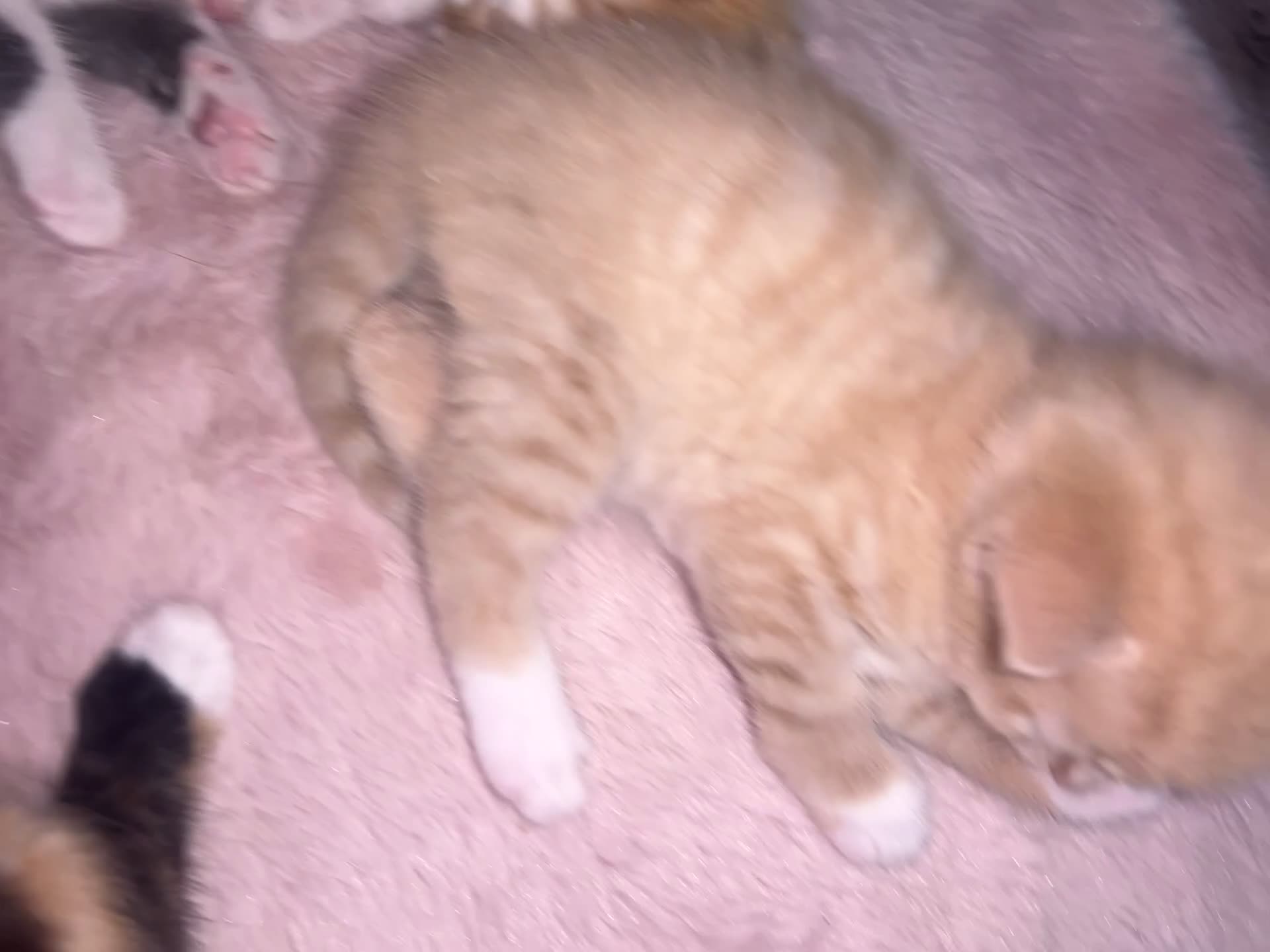 British Shorthair cats for sale: Four Adorable Kittens 🤍 - Video 2