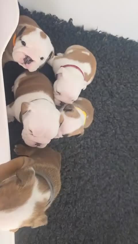 English Bulldog dogs for sale: 5 english bulldog pups kc reg  - Video 1