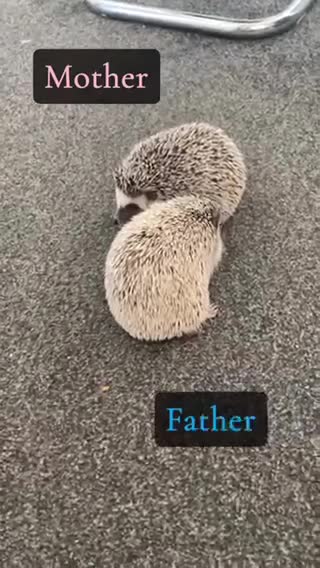 Pygmy Hedgehog rodents for sale: African Pygmy Hedgehog's (Ready to go!) (One left) - Video 2