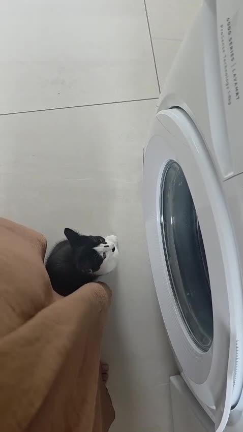 Domestic Shorthair cats for sale: Gorgeous black and white kitten called Jet - Video 1