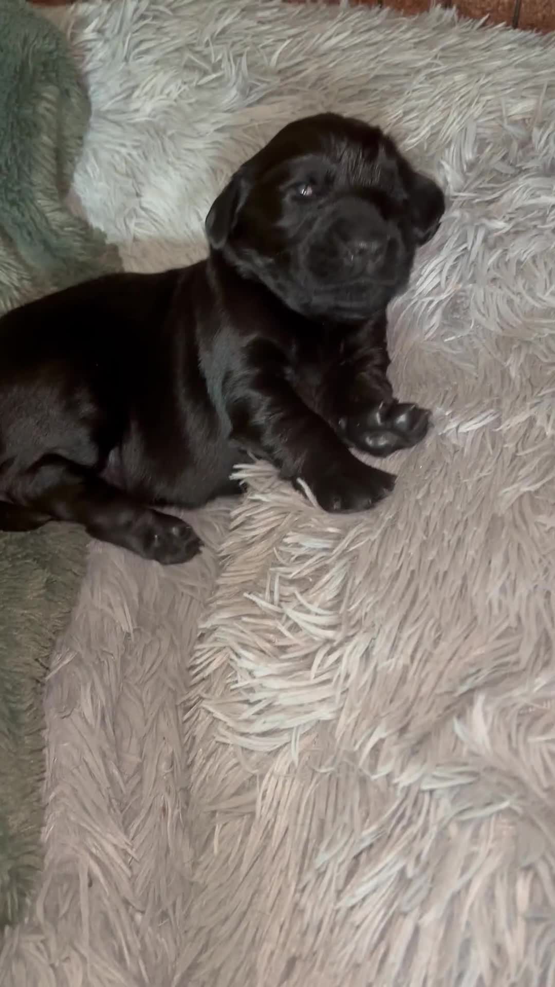 Flat coated Retriever dogs for sale: Flat coated male puppy  - Video 2