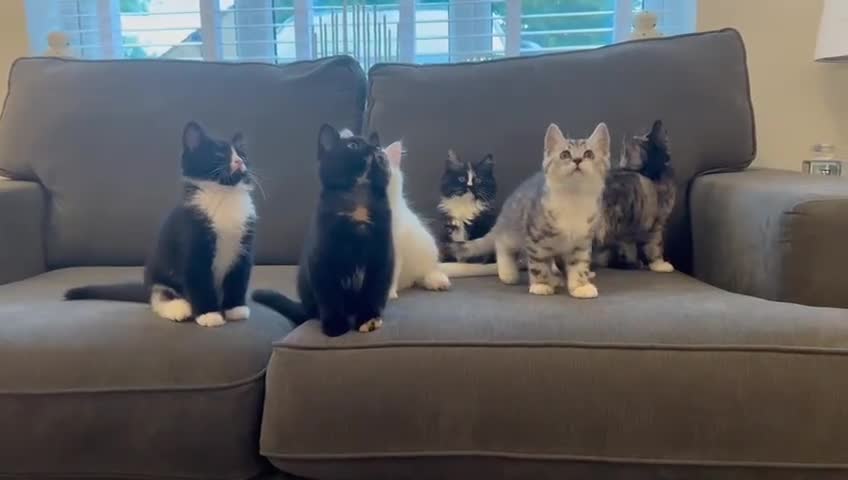 Mixed Breed cats for sale: British shorthaired cross kittens  - Video 1