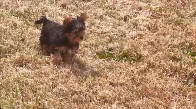 Yorkshire Terrier dogs for sale: SMALL GIRL ONE LEFT - Video 2