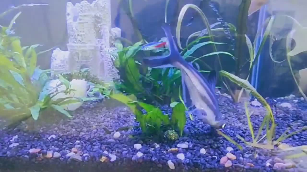 Sharks fish for sale: Pangasious shark - Video 1