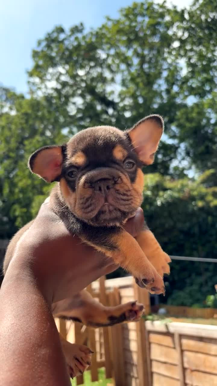 French Bulldog dogs for sale: French bulldog  - Video 3