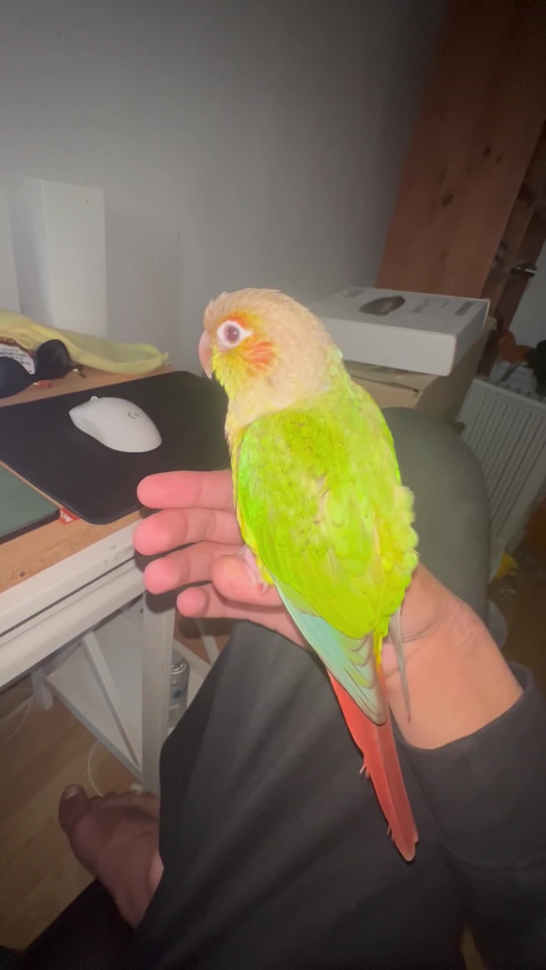 Conures birds for sale: Hand-reared loving clingy pineapple green-cheek in London - Video 5