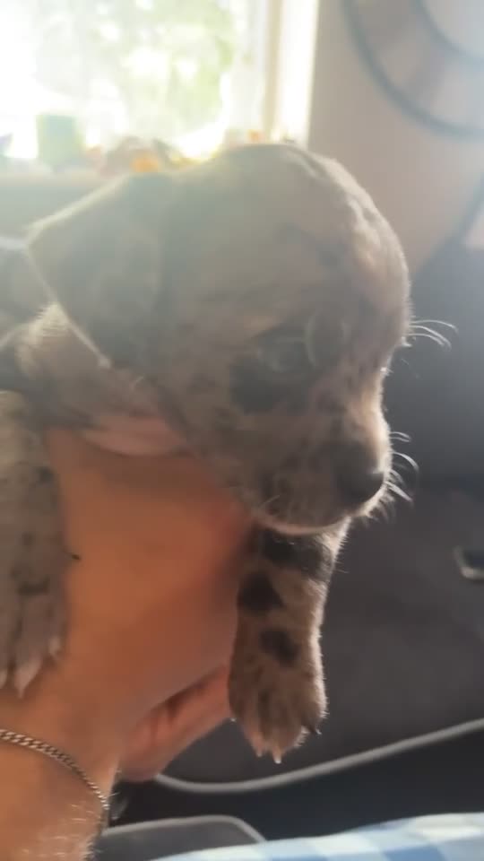 Mixed Breed dogs for sale: Teddy Terrier Bulldog - Video 1