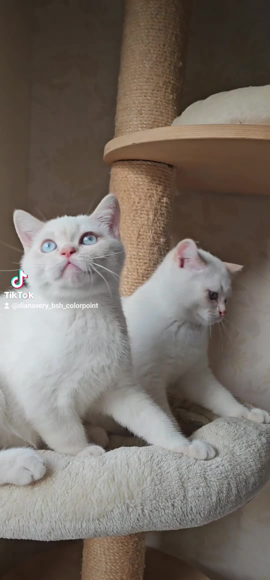 British Shorthair cats for sale: GCCF reg, Stunning Colourpoint Kittens - Video 2