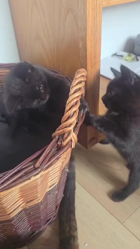 Mixed Breed cats for sale: 🐾 Beautiful  Black Kittens Looking for Homes  - Video 2