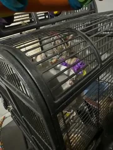 Cockatiels birds for sale: Cockatiel and cage for same  - Video 1