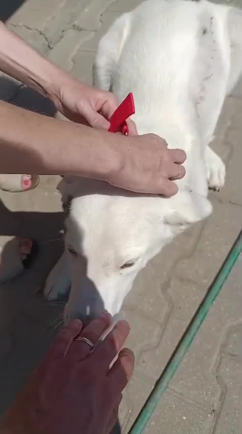 Mixed Breed dogs for adoption: 🌸MEET BIANCA - A Gentle Girl for a Loving Home - Video 3