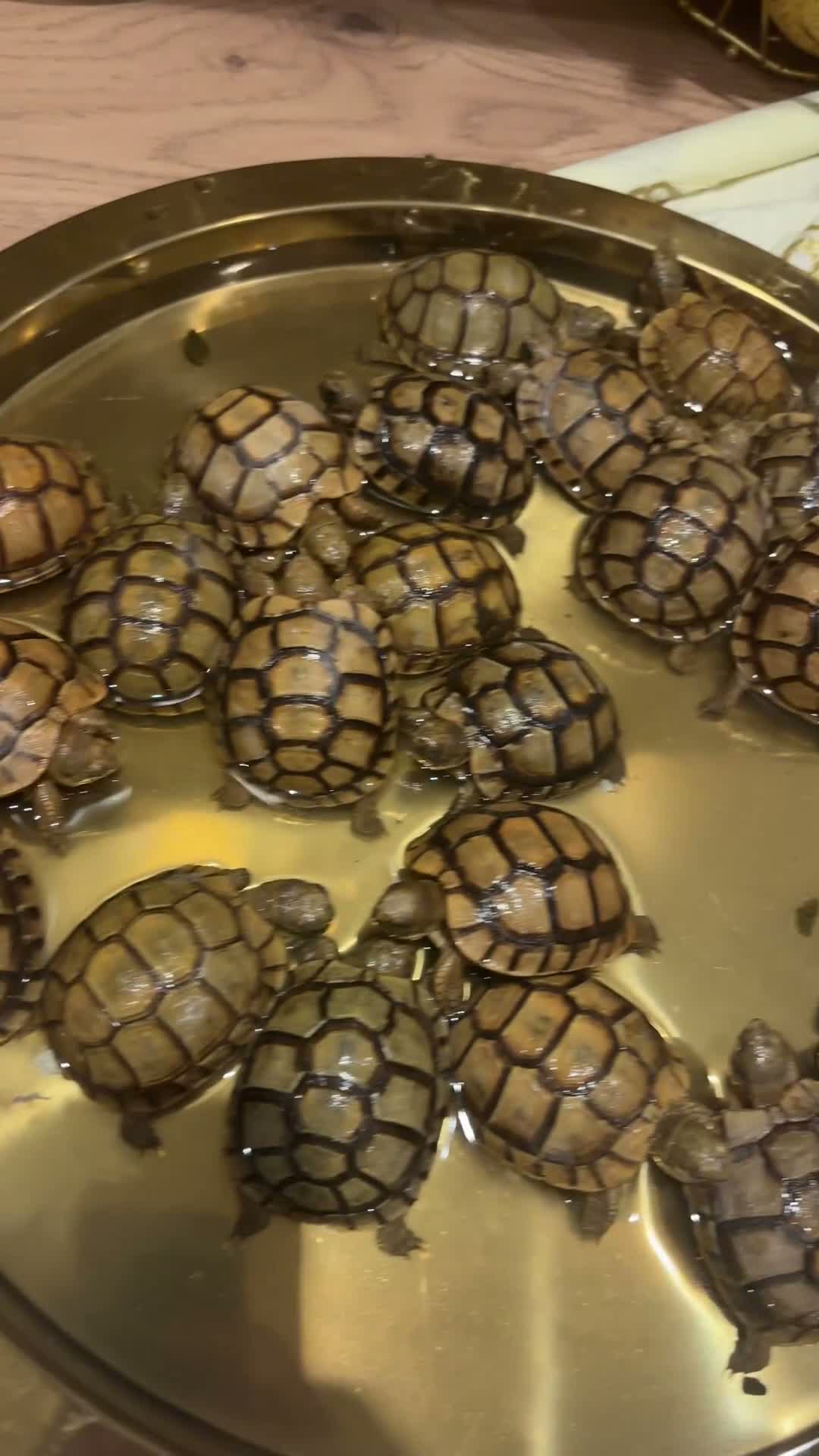 Tortoise reptiles for sale: Tortoise - Video 1