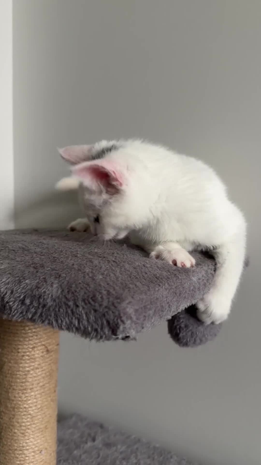 Ragdoll cats for sale: 3 Month ADORABLE 1/4 Ragdoll White Cat MALE - Video 1