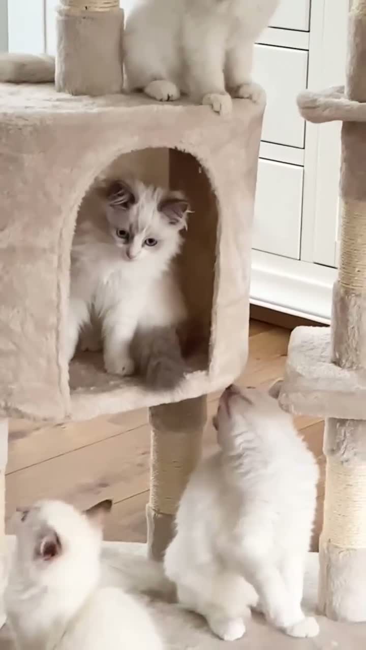 Ragdoll cats for sale: INDOOR GCCF REG CHOCOLATE LILAC RAGDOLL KITTENS - Video 2