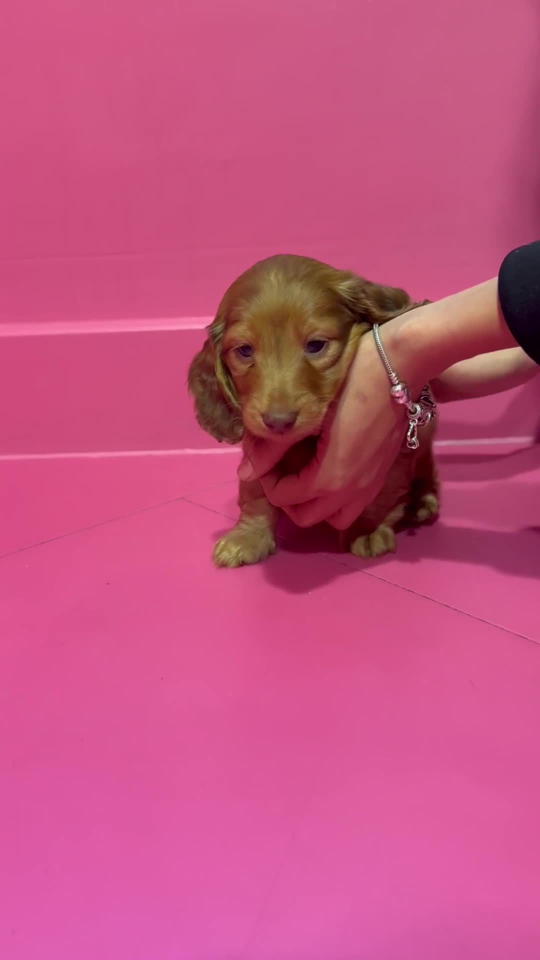 Miniature Dachshund dogs for sale: Stunning LH miniature Dachshund puppies  - Video 3