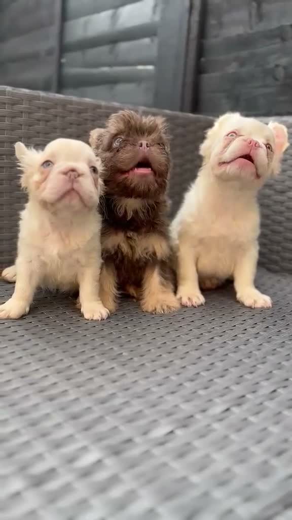 French Bulldog dogs for sale: REDUCED FlOODLE /French bulldogs - Video 4