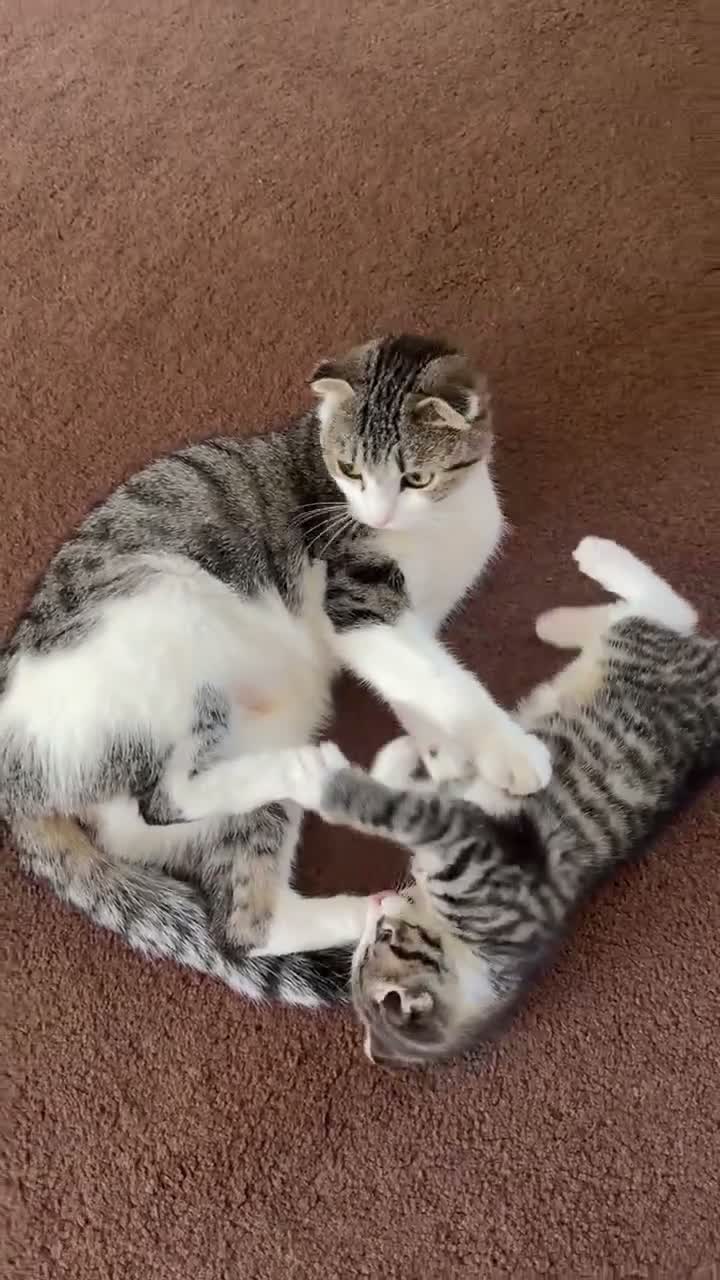 Mixed Breed cats for sale: Beautiful male kitten with folded ears in London - Video 3