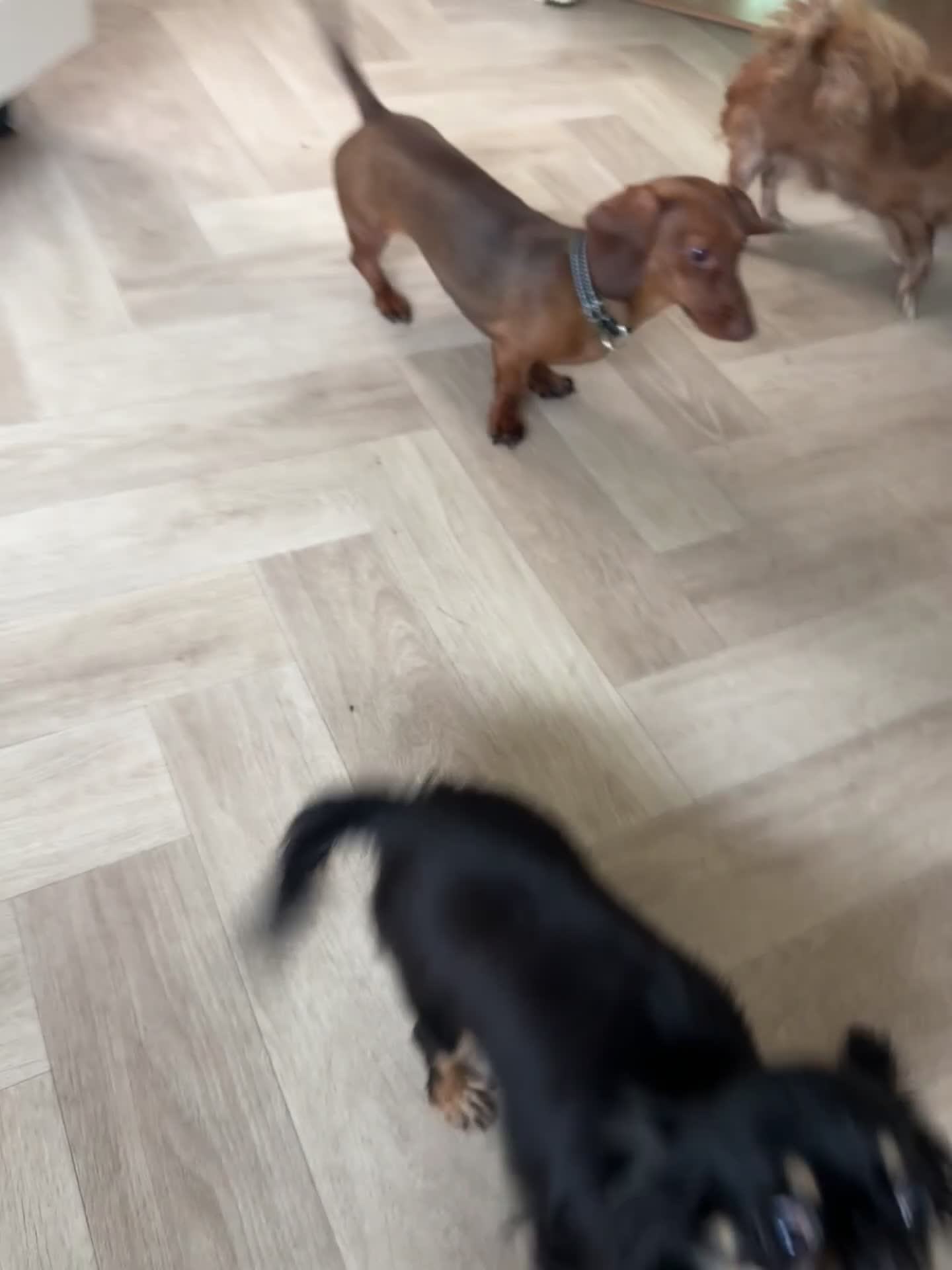 Chihuahua dogs for sale: Stunning, playful black and tan girl - Video 1