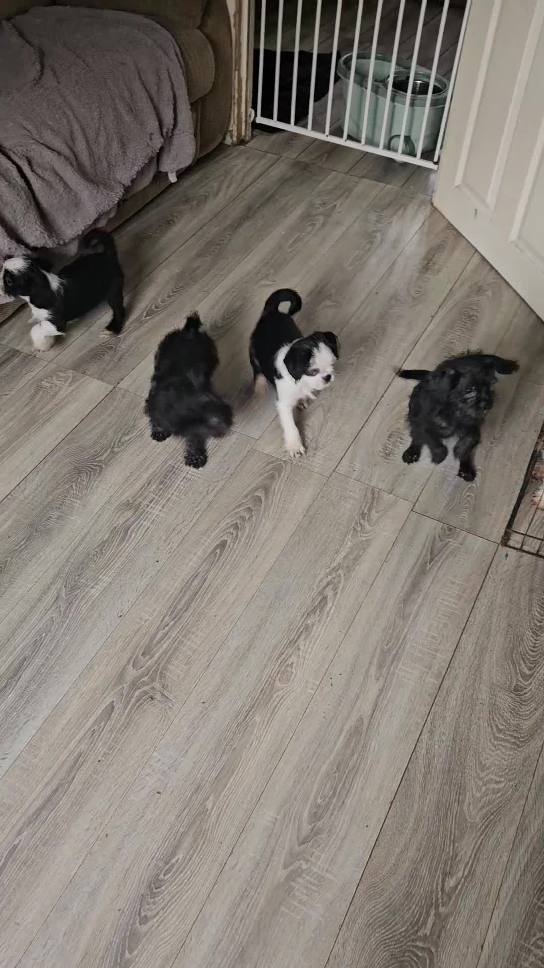 Mixed Breed dogs for sale: Shitzu cross pug - Video 1