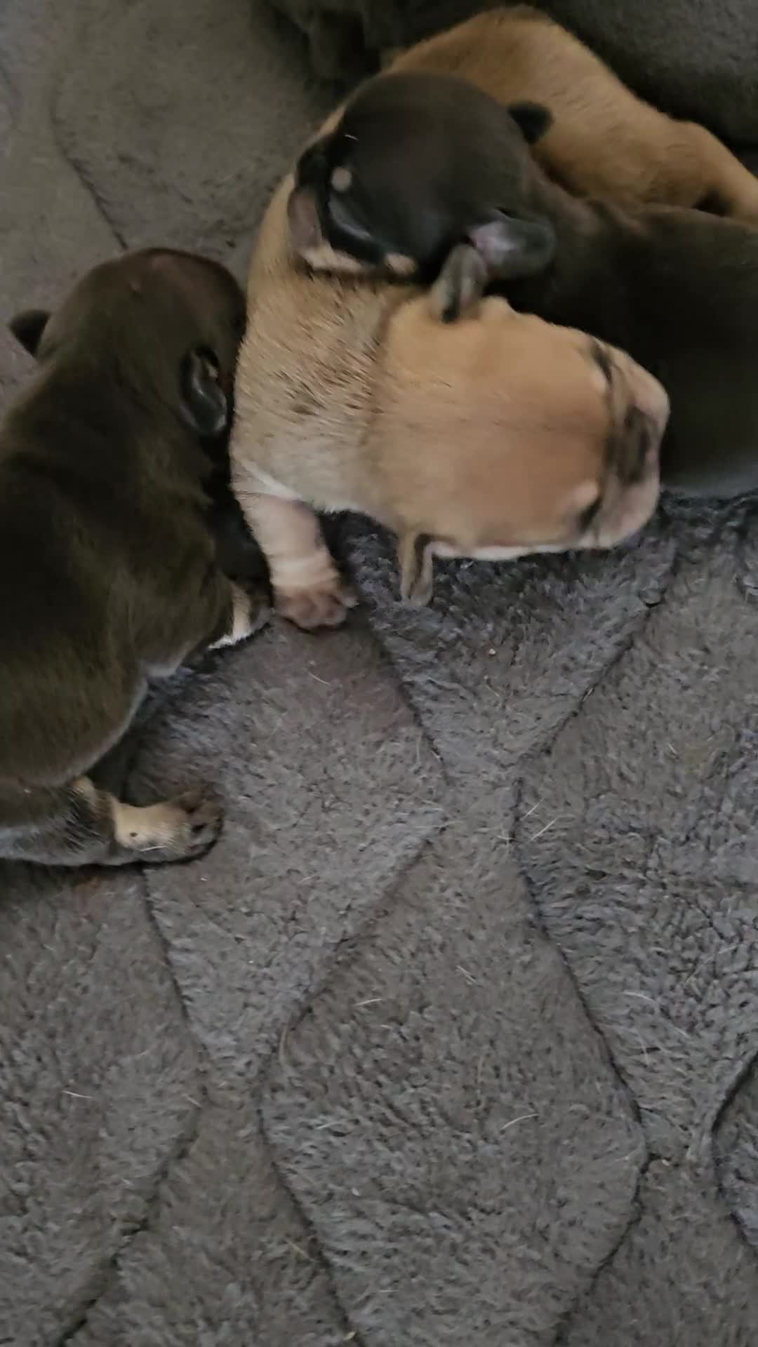French Bulldog dogs for sale: Exquisite Pedigree French Bull Dog Puppies  - Video 1