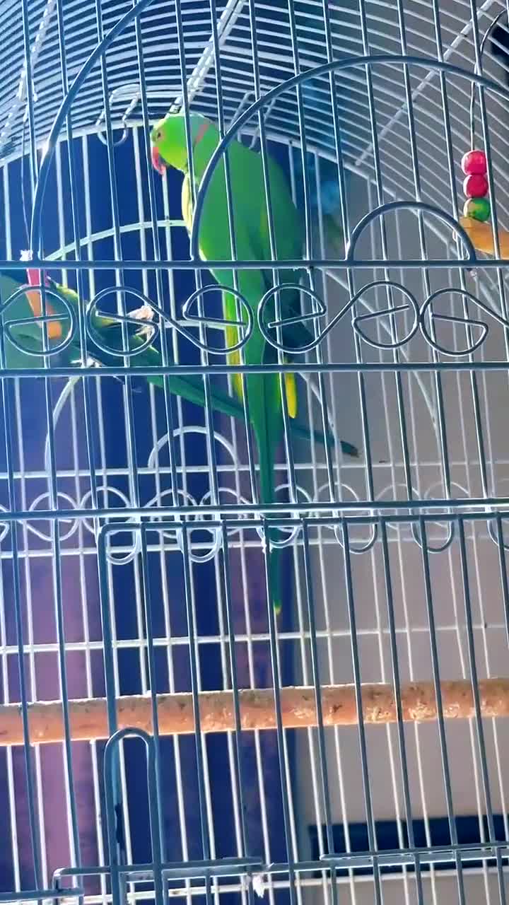 Ringnecks birds for sale: this is a beautiful green ringneck  - Video 1