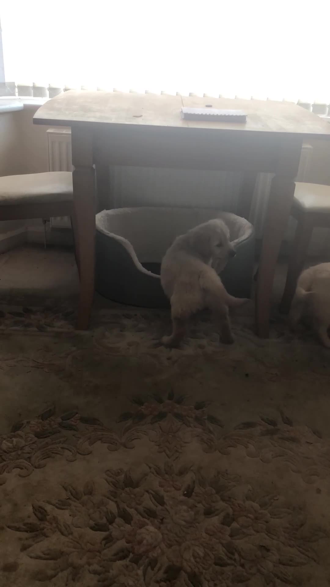 Golden Retriever dogs for sale: Gold/Red retriever pup.  - Video 1