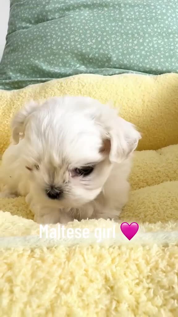 Maltese dogs for sale: ✨Exceptional Full Korean Maltese Puppies✨ - Video 1