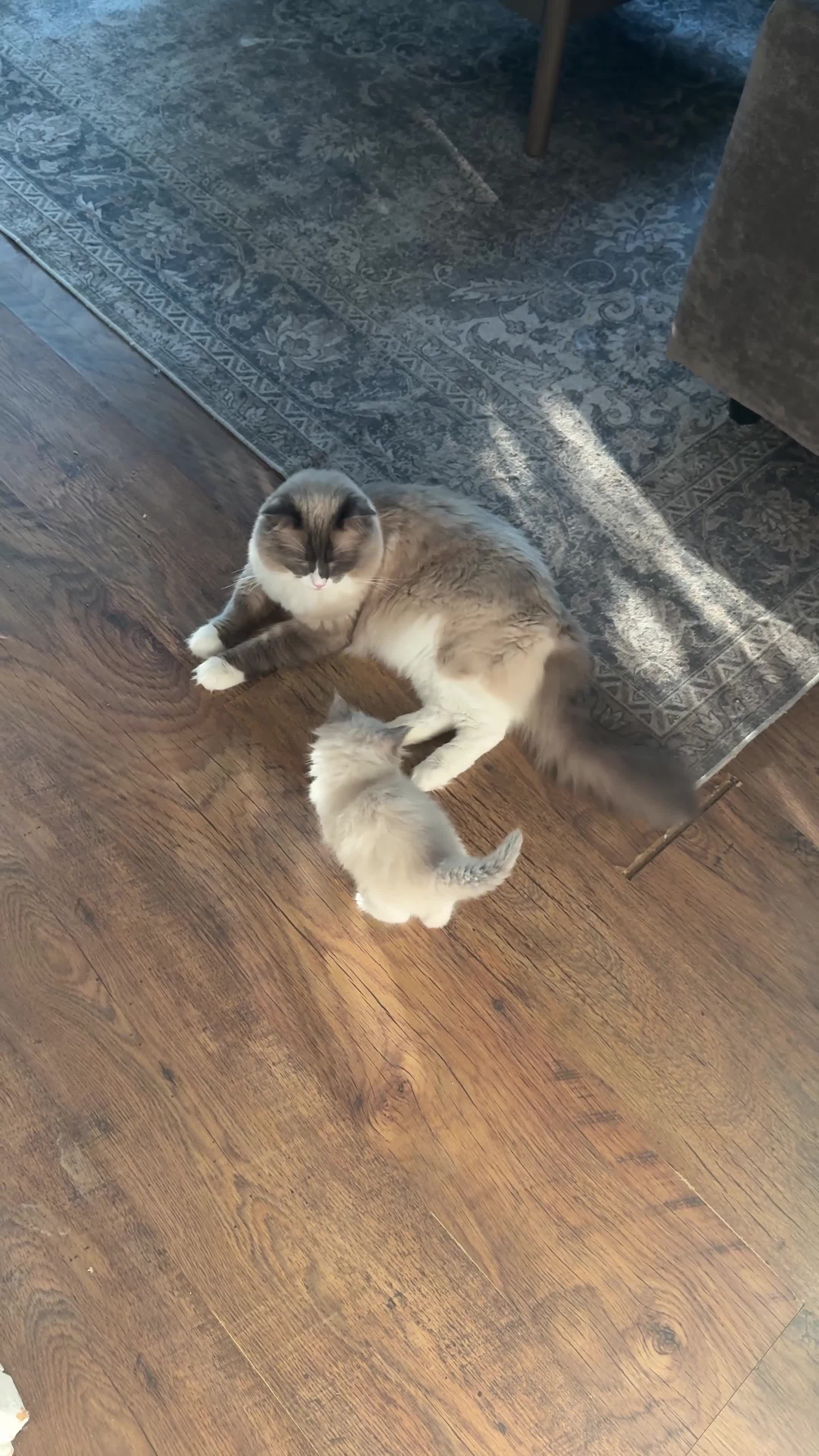 Mixed Breed cats for sale: Bi-Colour Female Ragdoll 🐾 - Video 2
