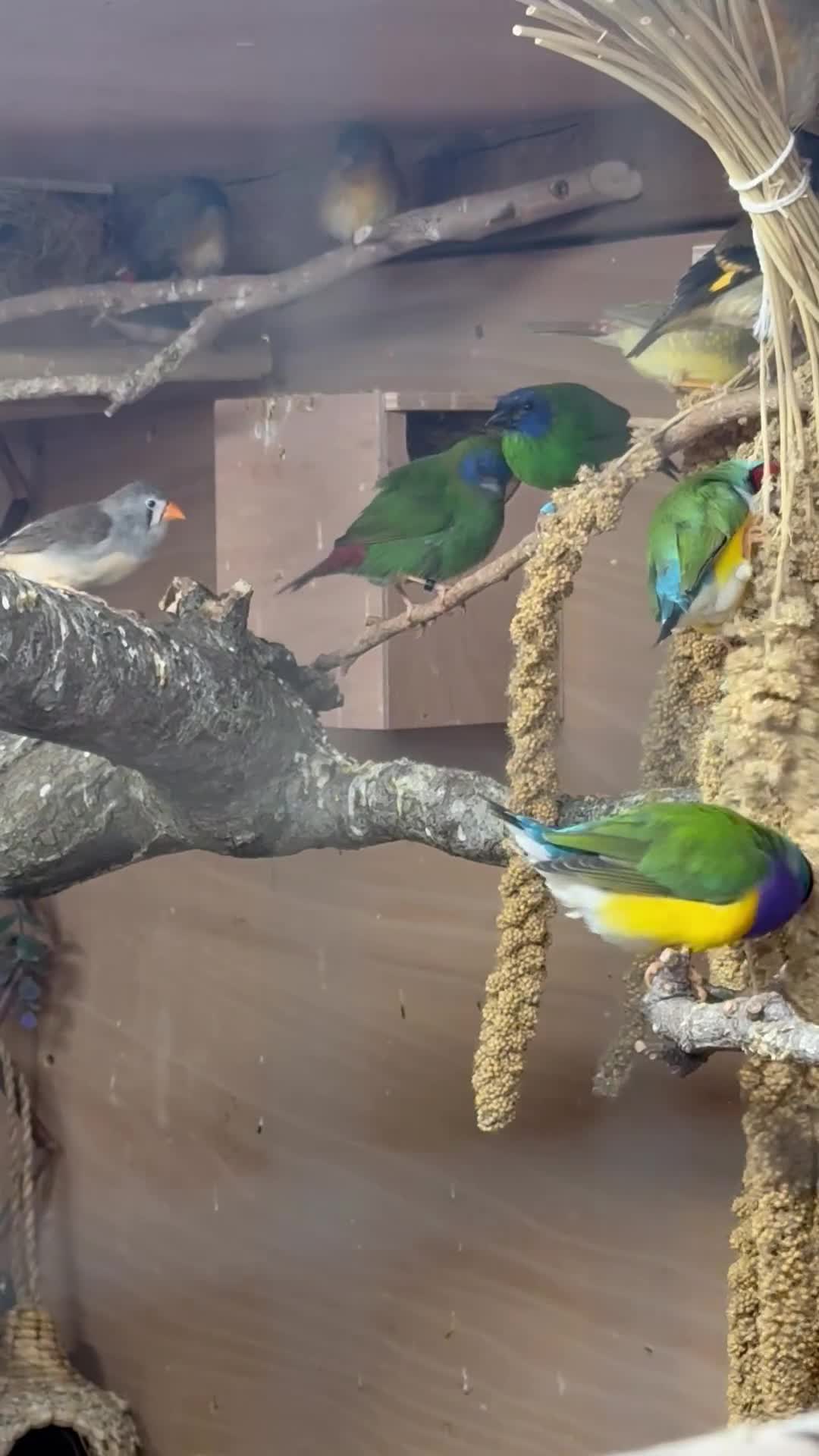 Finches birds for sale: Finches / mannikins / siskins / parrot finch  - Video 2