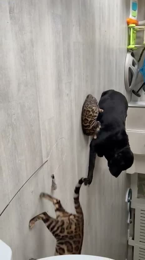 Bengal cats for sale: Young TICA Bengal boys seeking their families - Video 1