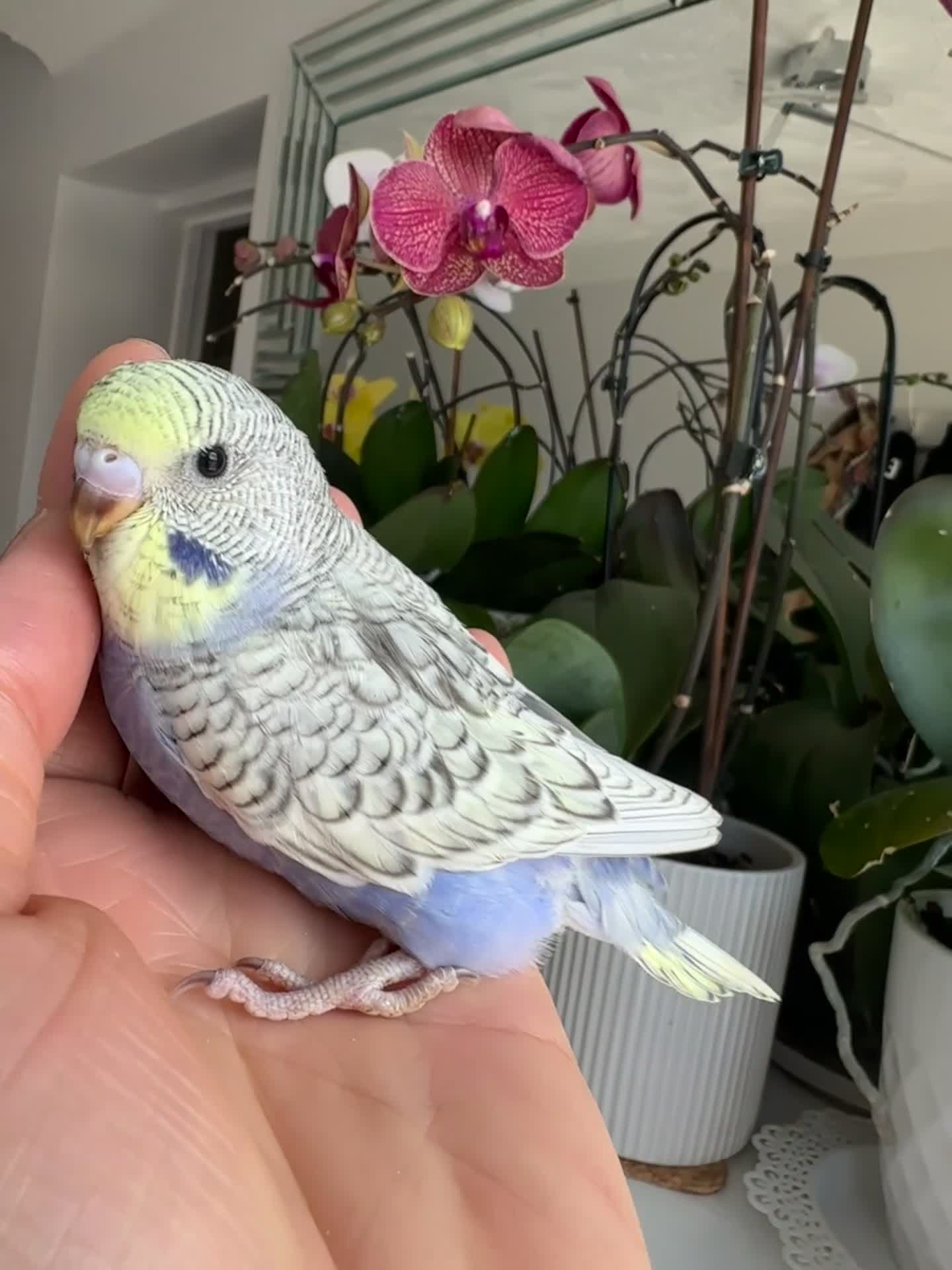 Budgerigars birds for sale: Hand Tame male baby budgies  - Video 2