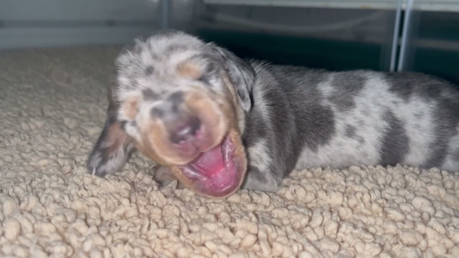 Miniature Dachshund dogs for sale: 5*homes ONLY- smooth haired miniature dauchunds    - Video 4