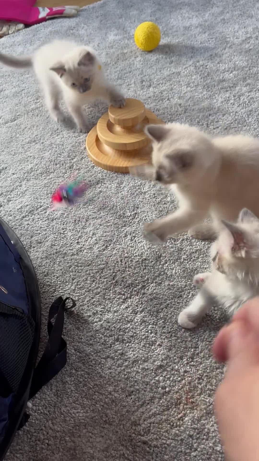 Ragdoll cats for sale: Chocolate Sealpoint Ragdolls £475 - Video 2