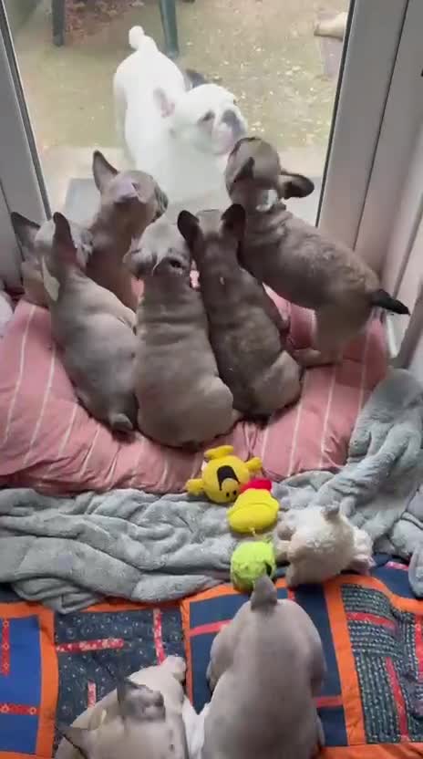 French Bulldog dogs for sale: French bulldogs puppies - Video 3