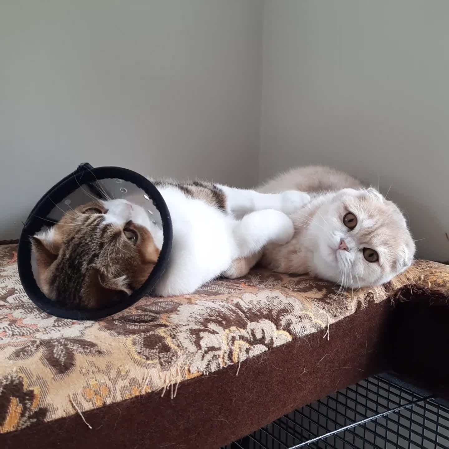 Scottish Fold cats for sale: TICA Reg: Scottish Fold Neutered Girl Kittens - Video 3