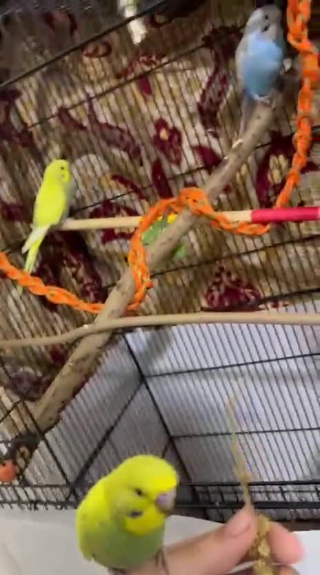 Budgerigars birds for sale: Budgies Easy Hand-Reared  - Video 1