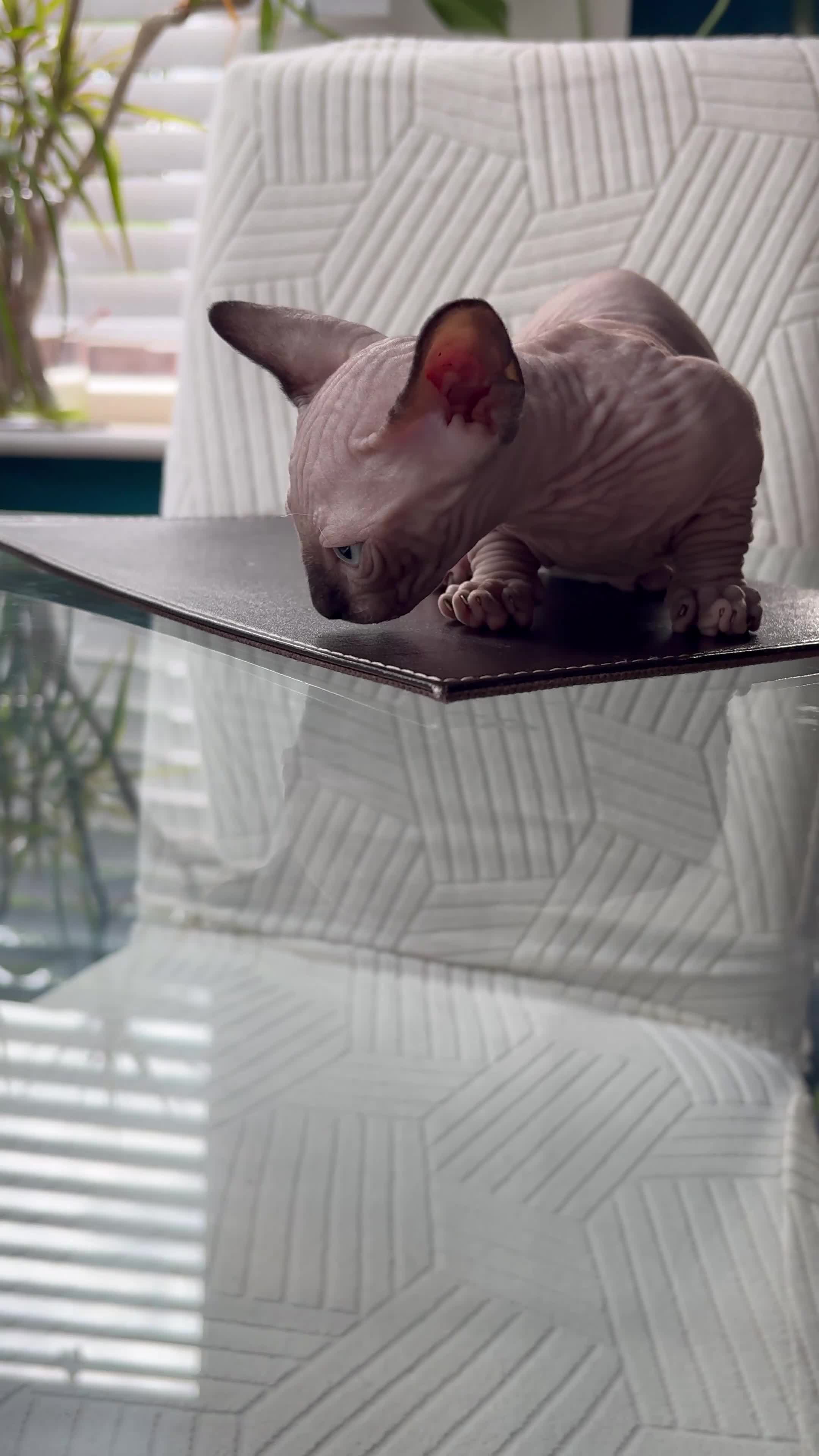 Sphynx cats for sale: Sphynx bambino kittens available 🐈‍⬛🐈 - Video 3