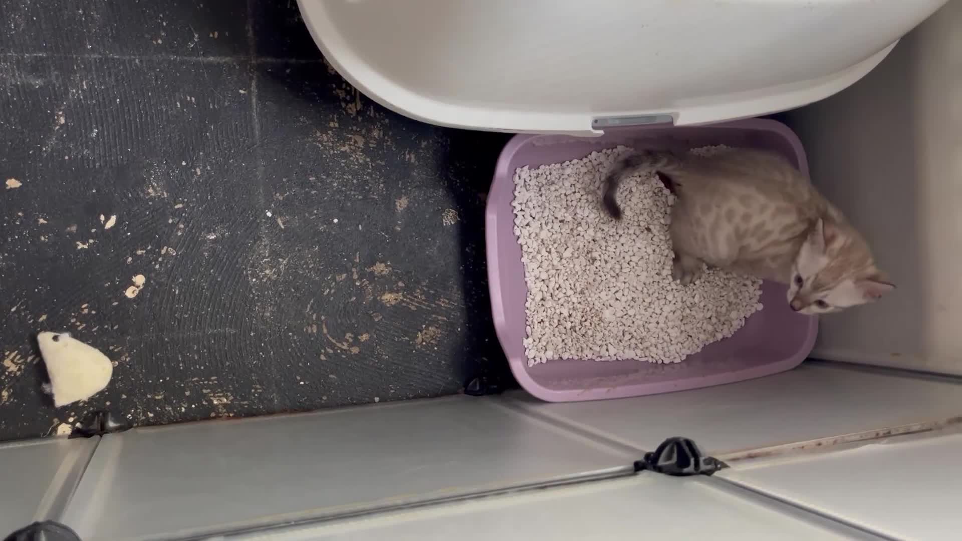 Bengal cats for sale: Two Stunning Snow Lynx Bengal Boys 🐾💙 - Video 3