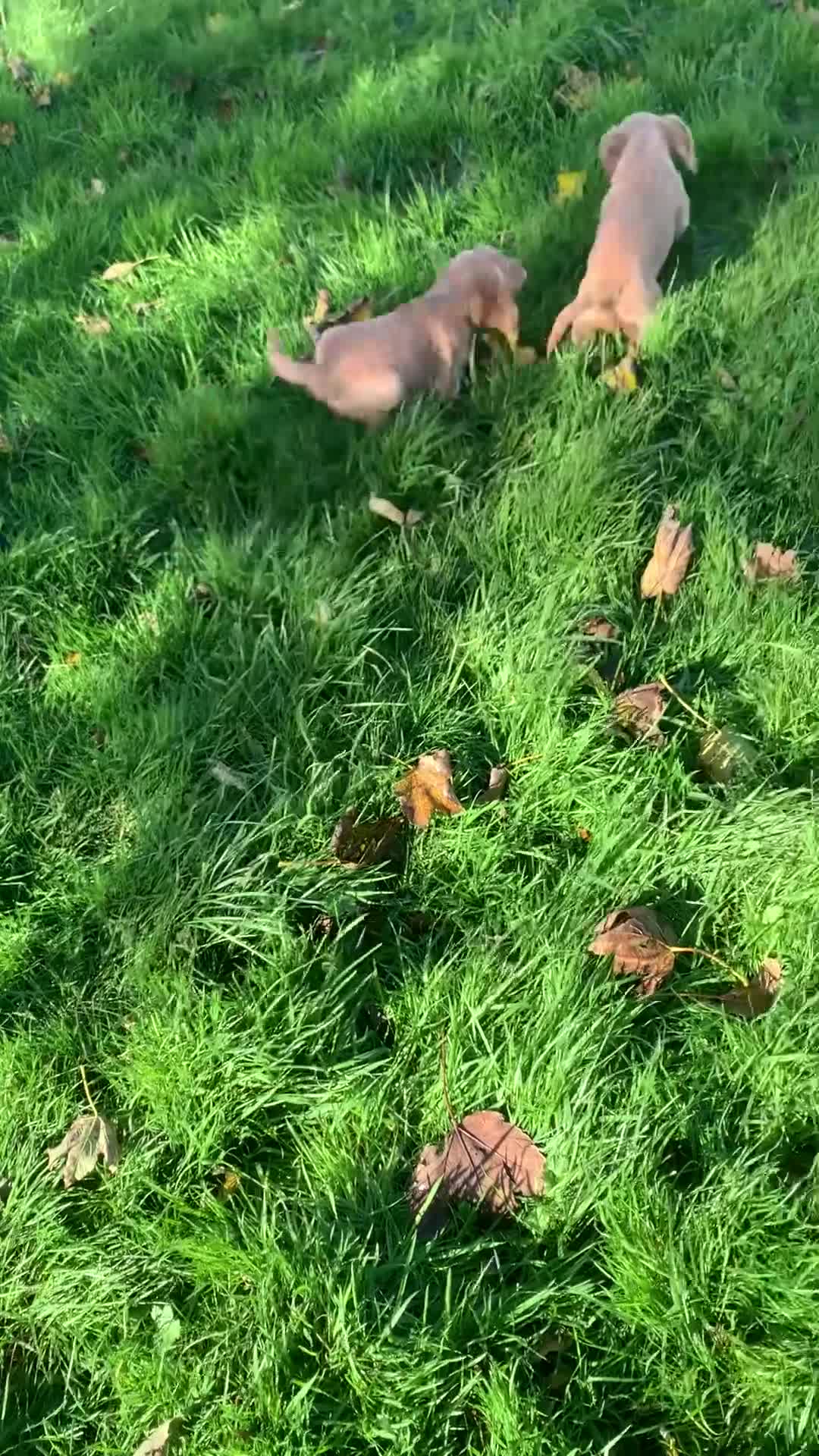 Sprocker dogs for sale: Stunning Sprocker pups - Video 2