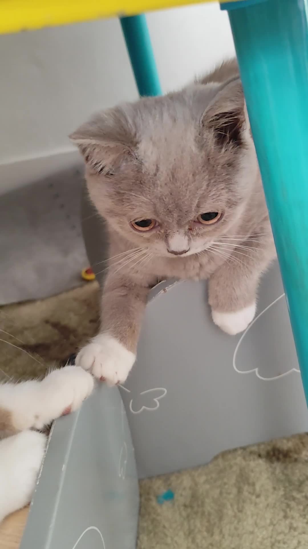 British Shorthair cats for sale: READY NOW Beautiful British Shorthair Kittens - Video 2